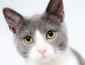 Silber Wolfs Katzenpage