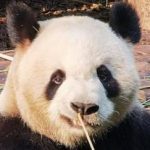 Wir lieben Pandas