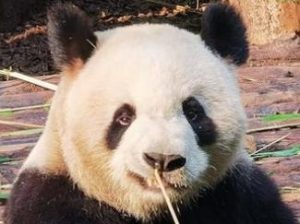 Wir lieben Pandas
